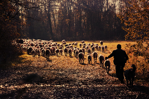 A shepherd is leading his flock to pasture &#8211; pt