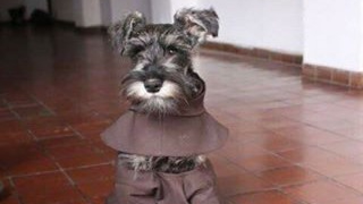 frei Bigode 1