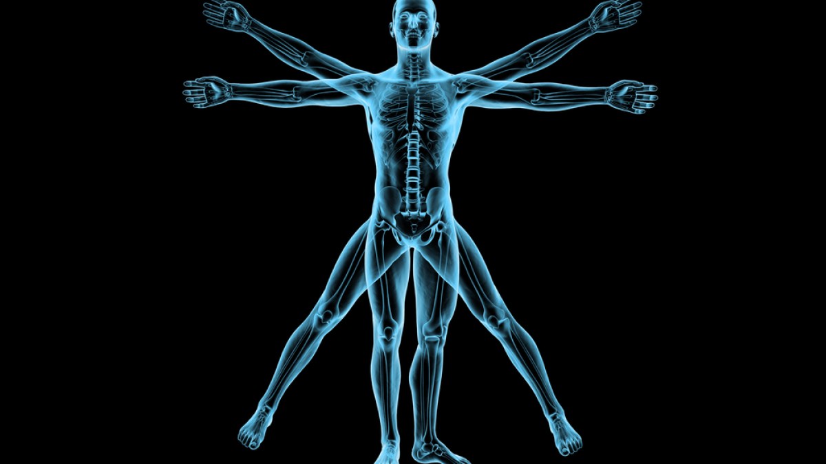 human body