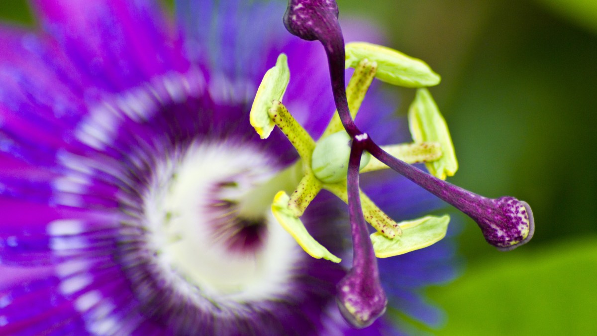 WEB LENT GARDENING PLANT PASSION FLOWER Bildagentur Zoonar GmbH-Shutterstock