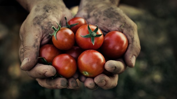 WEB TOMATO HARVEST DIRTY HANDS FARMER ©Mythja:Shutterstock