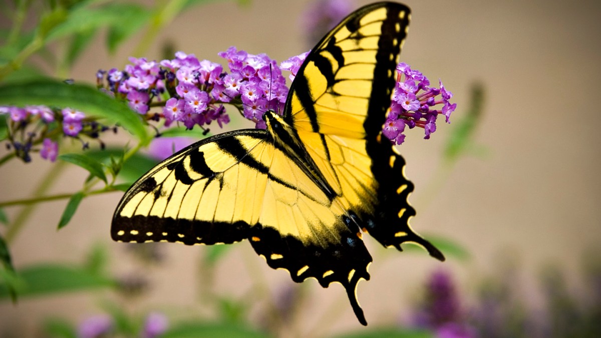 web-yellow-monarch-butterfly-michael-wallace-cc