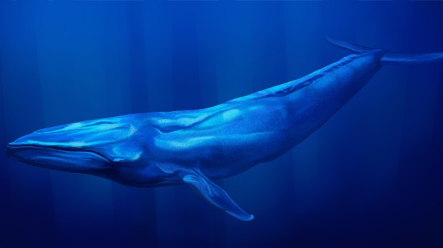 web ocean blue whale water ©Atomic Roderick:Shutterstock