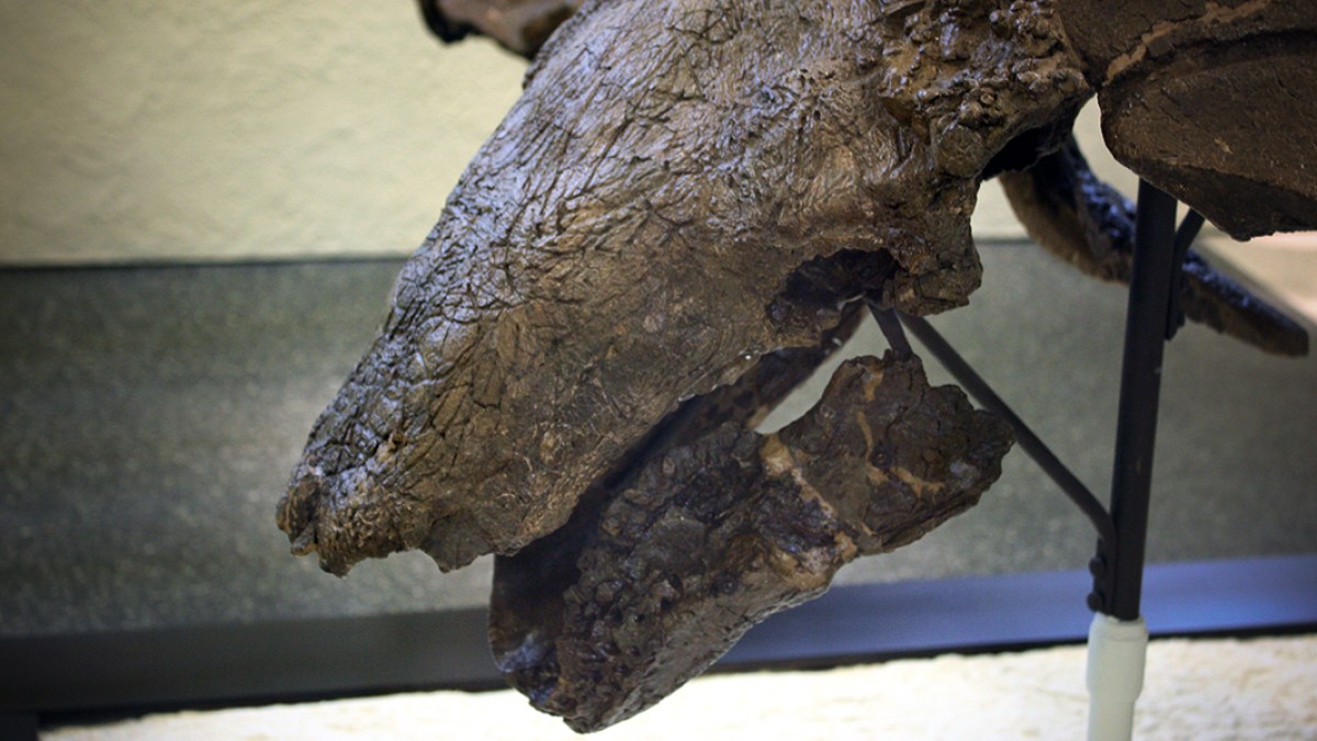 WEB3-EDMONTONIA-NODOSAUR-DINOSAUR-FOSSIL-Peter-Roan-CC