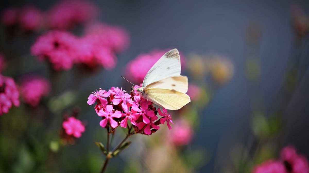 butterfly-flowers