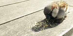 Cuidado com o “breadcrumbing”: talvez você seja vítima (ou praticante!)