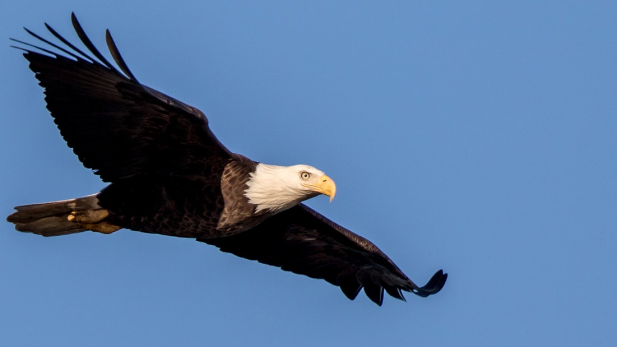 BALD EAGLE