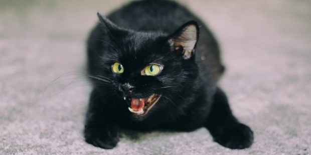 BLACK CAT