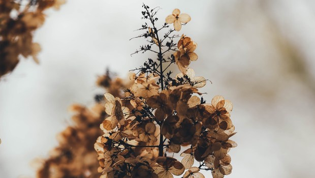DRY