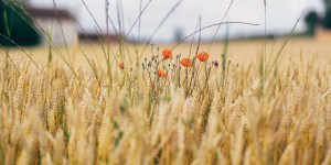 O que a sua inveja pode indicar