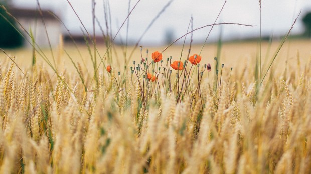 Campos de trigo