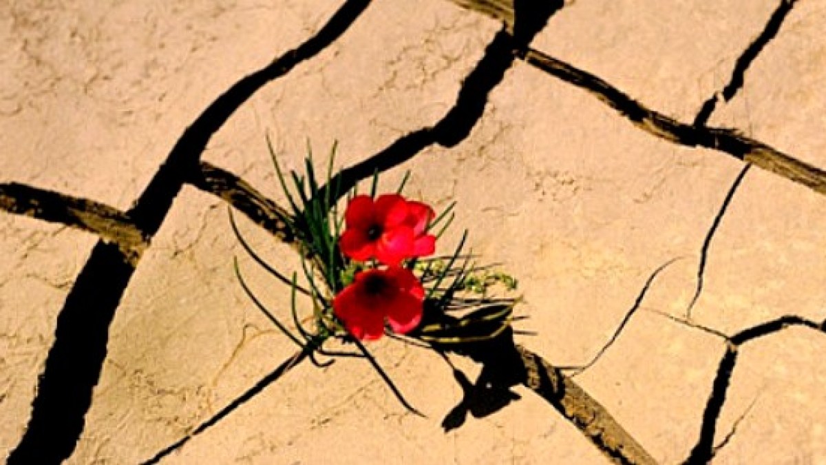 flor deserto