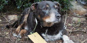 Animais de estimação: presentes de Deus e sinais do seu amor