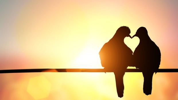 web-lovebird-silhouette-on-pastel-background-and-valentines-day-wedding-card-stvp001-shutterstock_319596401