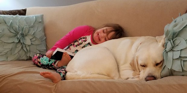 SADIES HERO,DIABETES,ALERT DOG