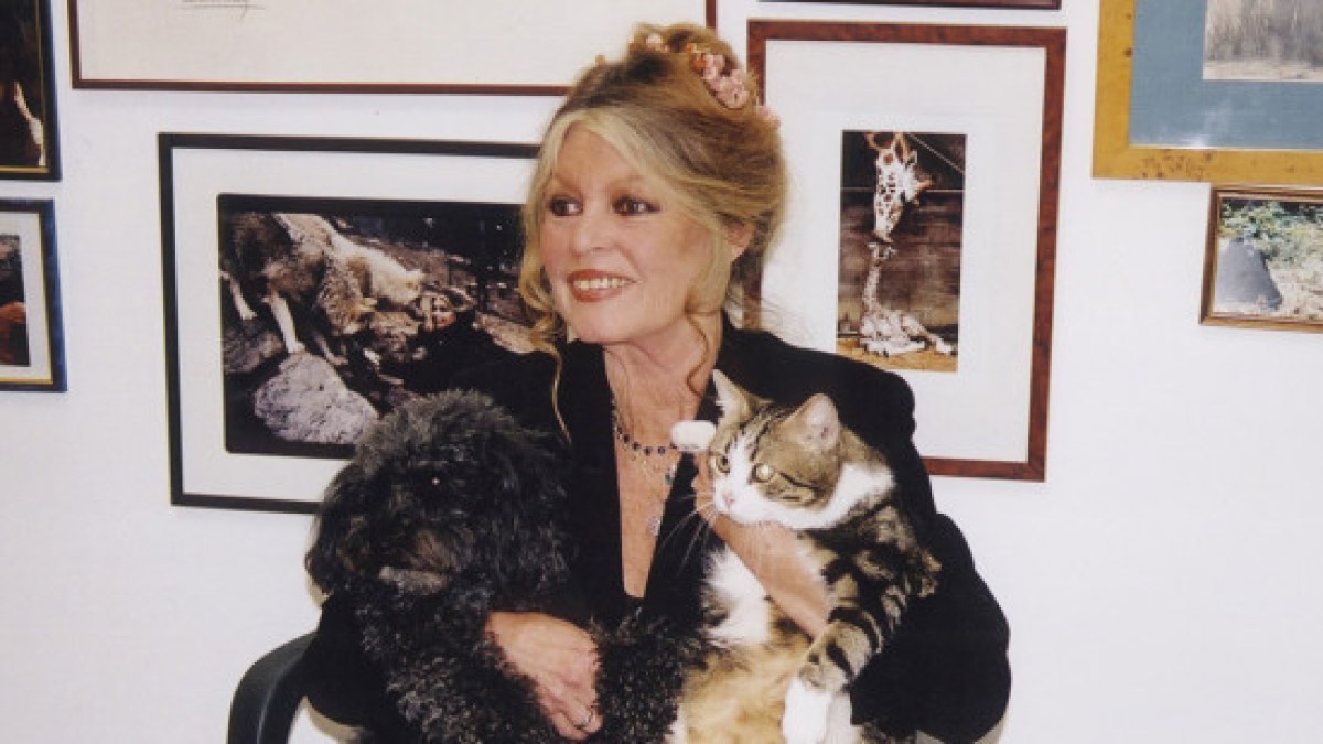 web3-brigitte-bardot-actriz-model-animals-fundaciocc81n-brigitte-bardot