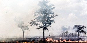 Pantanal, um tesouro ameaçado no coração da América do Sul