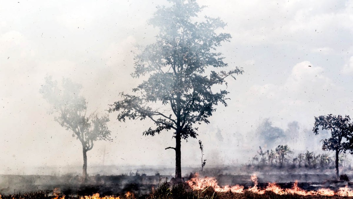 FOREST FIRE