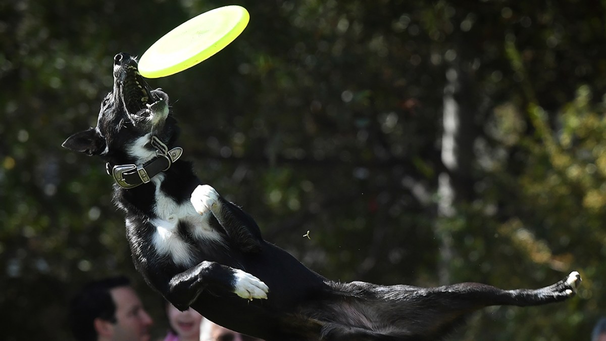 FRISBEE,DOG
