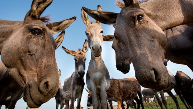 DONKEY,ASS