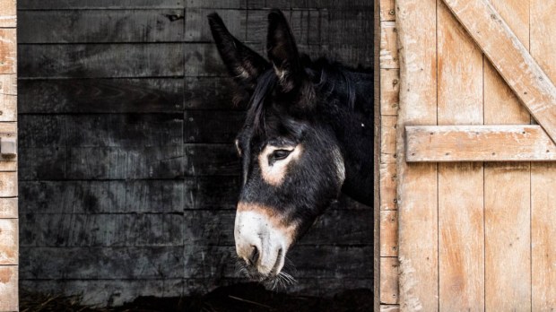 Burro é um dos elementos que têm significado peculiar no presépio