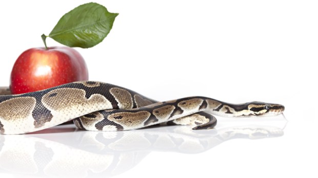 snake_apple