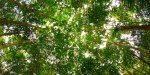 AMAZONAS