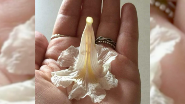 flor Maria