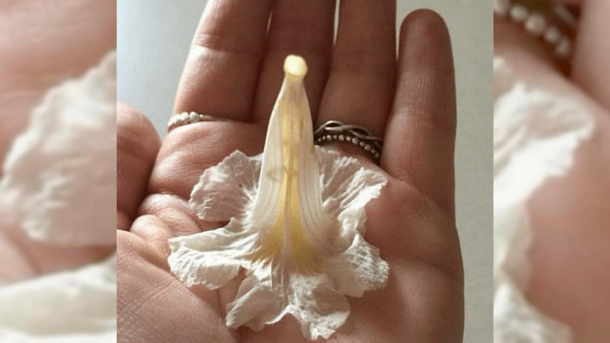 flor Maria