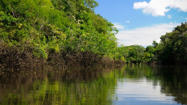 WEB3-FOREST-AMAZONIA-COLOMBIA-Shutterstock_207037027-Rafal Cichawa-AI