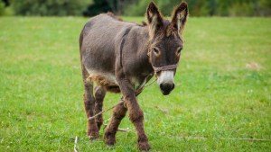 burro