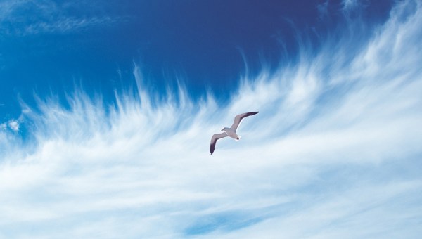 SEAGULL