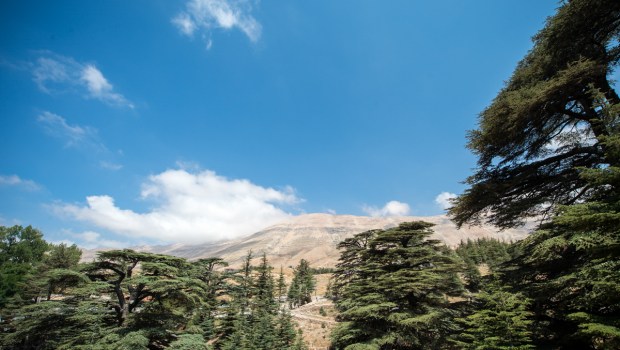 CEDARS OF LEBANON