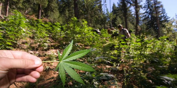 CANNABIS,PLANT