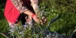 GARDENING