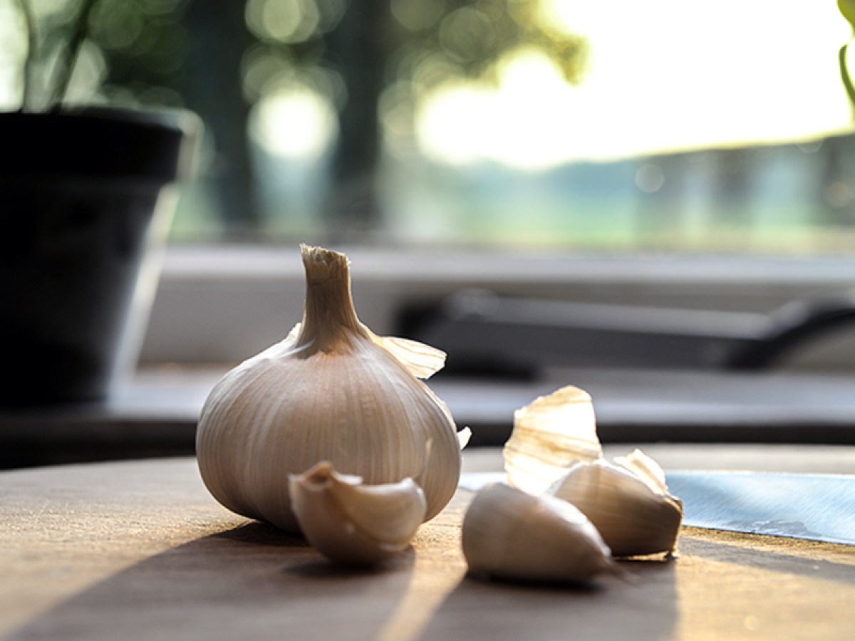 GARLIC