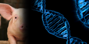 Sinal de alerta: Japão quer começar a desenvolver “humano-animais”