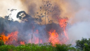 Forêt amazonienne.