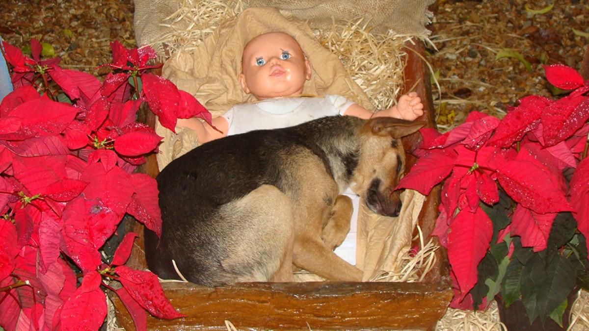 NATIVITY DOG