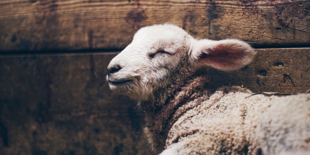 O cordeiro é um dos representantes dos sacrifícios de animais na Bíblia