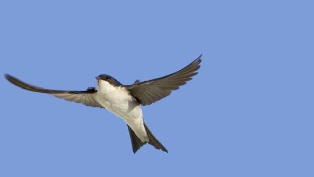 andorinha; swallow; golondrina