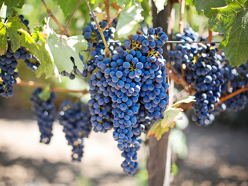 VINEYARDS