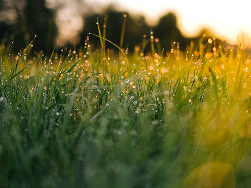 GRASS
