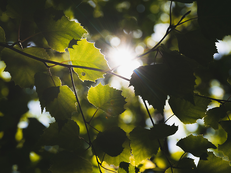 TREES