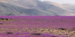 Flores no deserto do Atacama: uma singela mensagem de maravilha de Deus