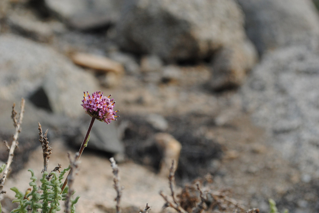 WEB-FLOWERS-ATACAMA-DESERT-3-Joselyn Anfossi Mardones-CC