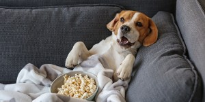 O amor pelos animais e a irredutível condição humana