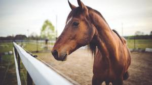 cavalo