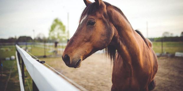 cavalo