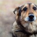 Há algum problema em gostar demais de um animal de estimação?